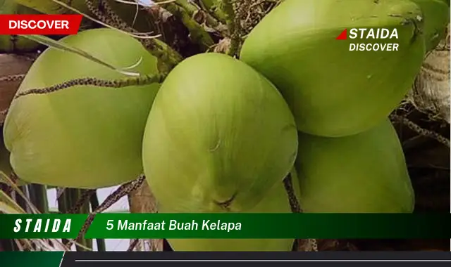 5 manfaat buah kelapa