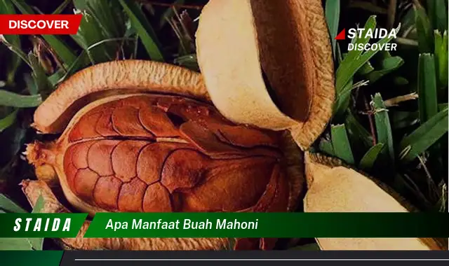 apa manfaat buah mahoni