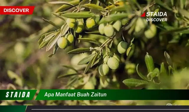 apa manfaat buah zaitun