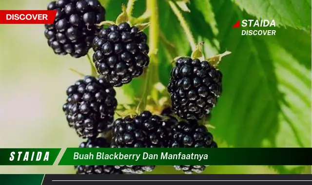 buah blackberry dan manfaatnya