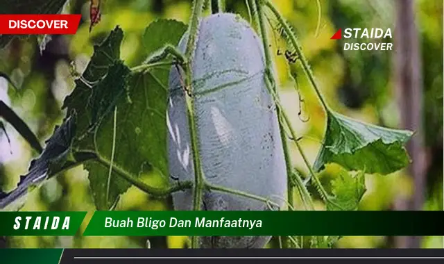 buah bligo dan manfaatnya