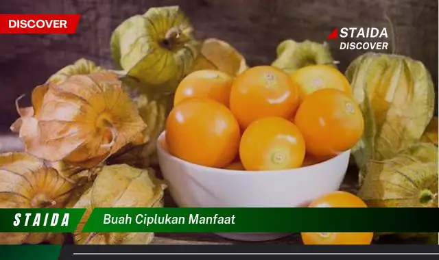 buah ciplukan manfaat