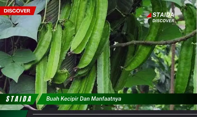 buah kecipir dan manfaatnya