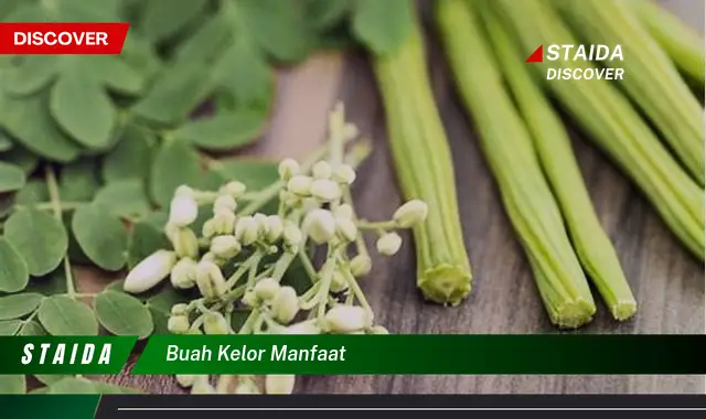 buah kelor manfaat