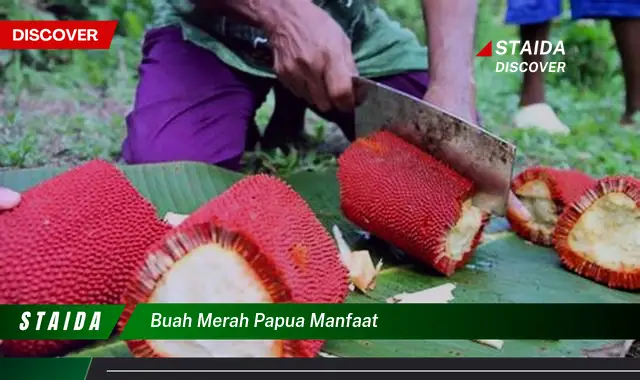 buah merah papua manfaat