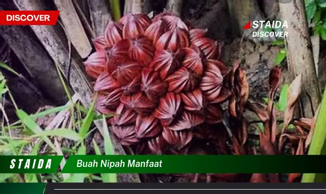 buah nipah manfaat