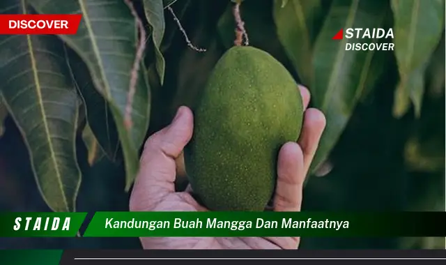 kandungan buah mangga dan manfaatnya