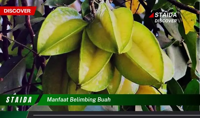 manfaat belimbing buah