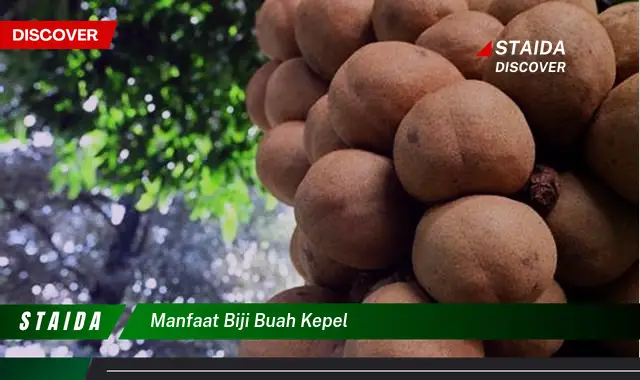 manfaat biji buah kepel