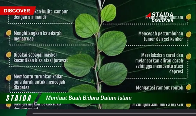 manfaat buah bidara dalam islam