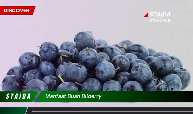 manfaat buah bilberry