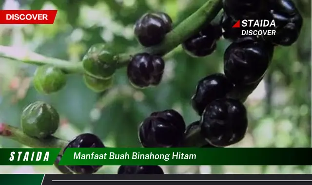 manfaat buah binahong hitam