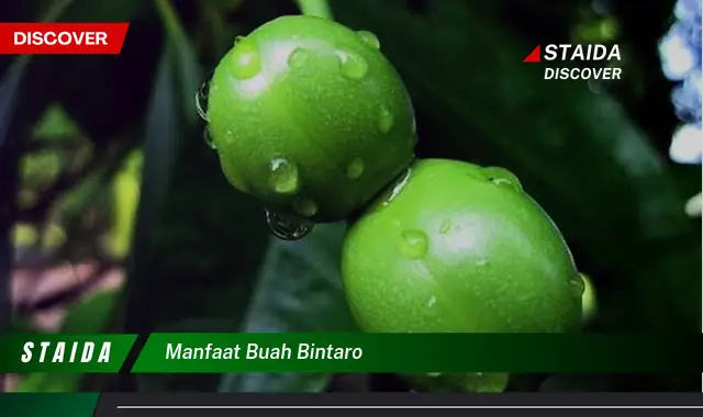 manfaat buah bintaro