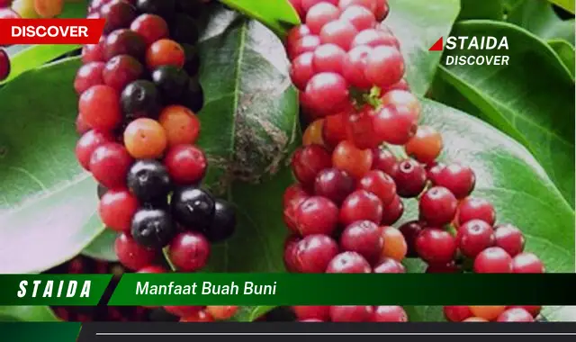 manfaat buah buni