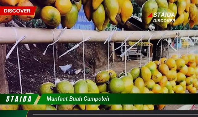 manfaat buah campoleh