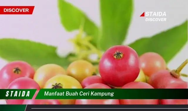 manfaat buah ceri kampung