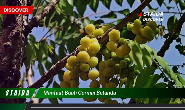 manfaat buah cermai belanda