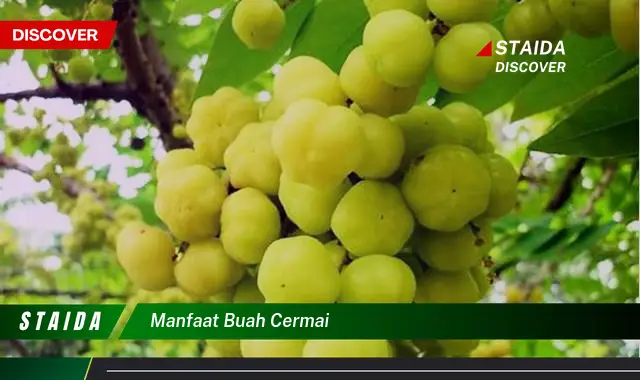 manfaat buah cermai