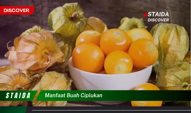 manfaat buah ciplukan