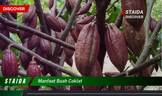 manfaat buah coklat