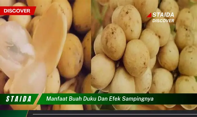 manfaat buah duku dan efek sampingnya