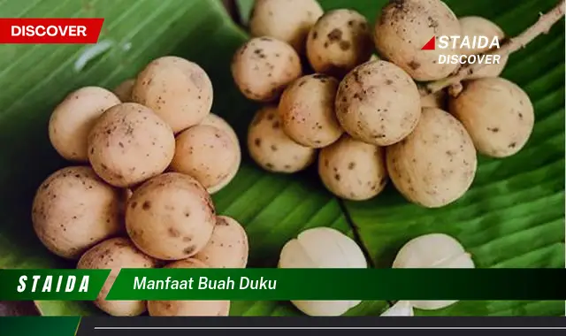 manfaat buah duku