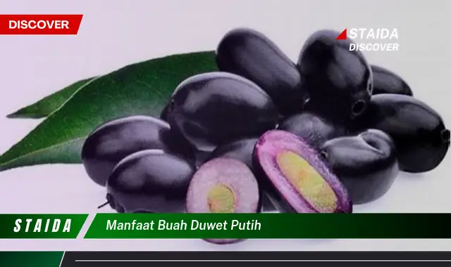 manfaat buah duwet putih