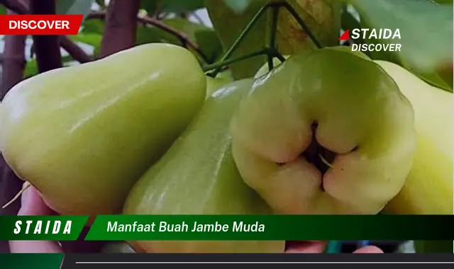 manfaat buah jambe muda