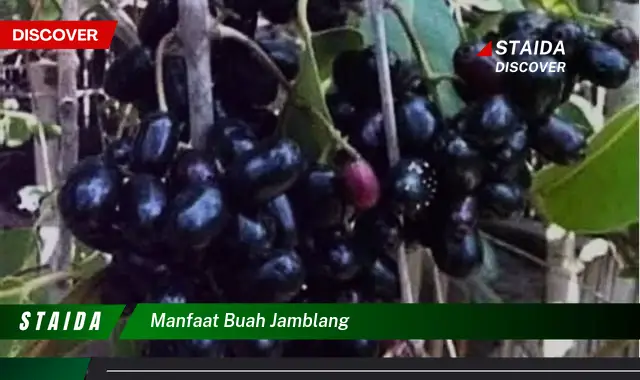 manfaat buah jamblang