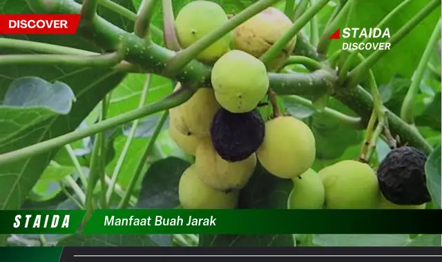 manfaat buah jarak