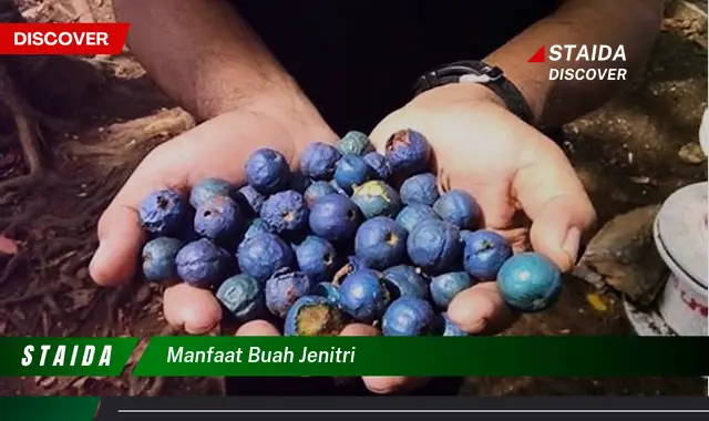 manfaat buah jenitri