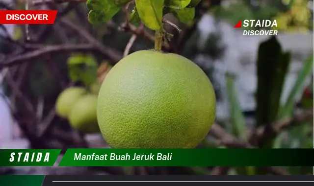 manfaat buah jeruk bali