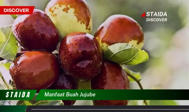 manfaat buah jujube