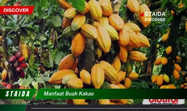 manfaat buah kakao