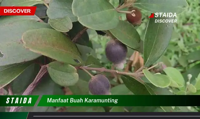 manfaat buah karamunting