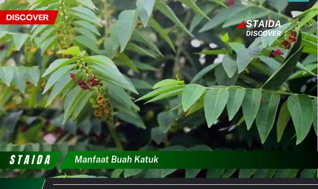 manfaat buah katuk