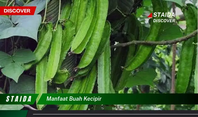 manfaat buah kecipir