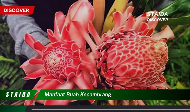 manfaat buah kecombrang