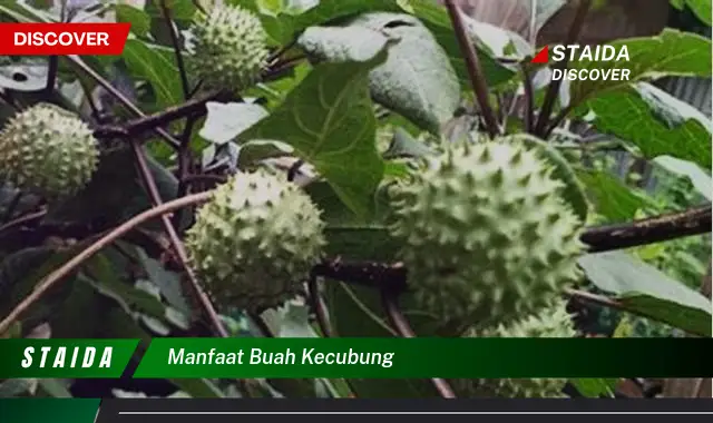 manfaat buah kecubung