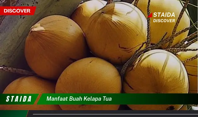 manfaat buah kelapa tua