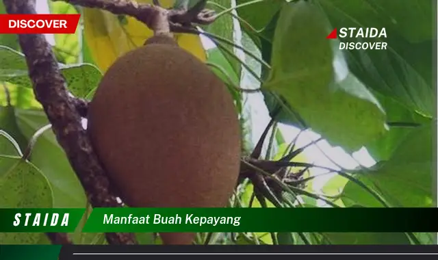 manfaat buah kepayang