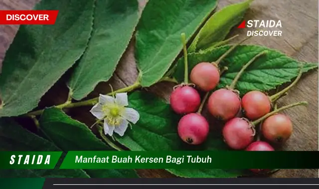 manfaat buah kersen bagi tubuh