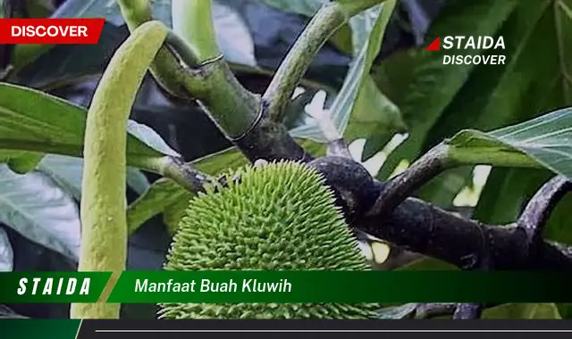 manfaat buah kluwih