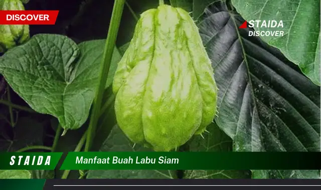 manfaat buah labu siam