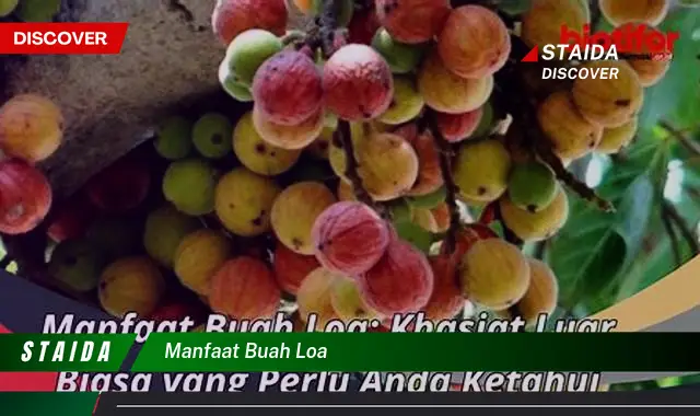 manfaat buah loa