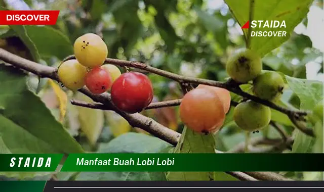 manfaat buah lobi lobi