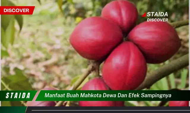 manfaat buah mahkota dewa dan efek sampingnya