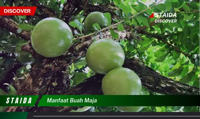 manfaat buah maja