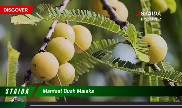 manfaat buah malaka