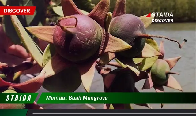 manfaat buah mangrove